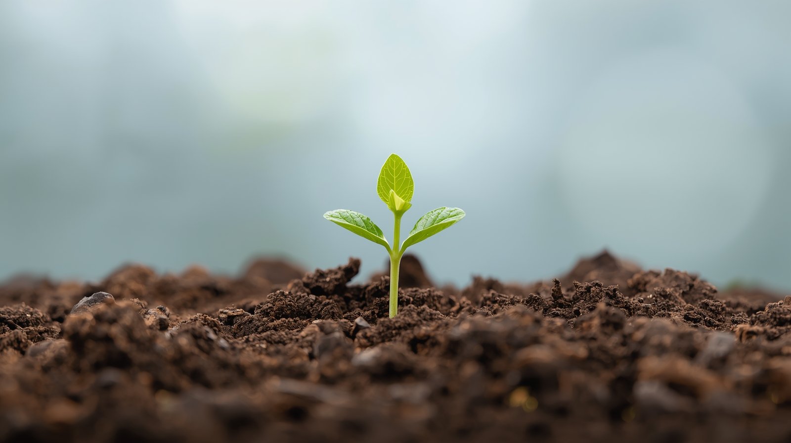 Read more about the article Klein Begin, Groot Groei – Geloof Soos ’n Mosterdsaad